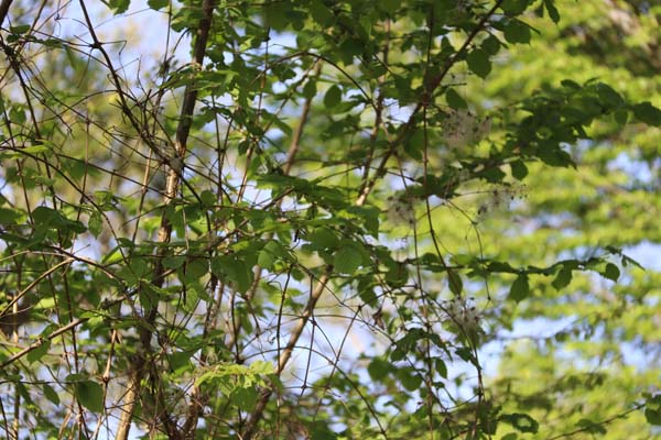 Annexe Clematis vitalba IMG_0732.jpg