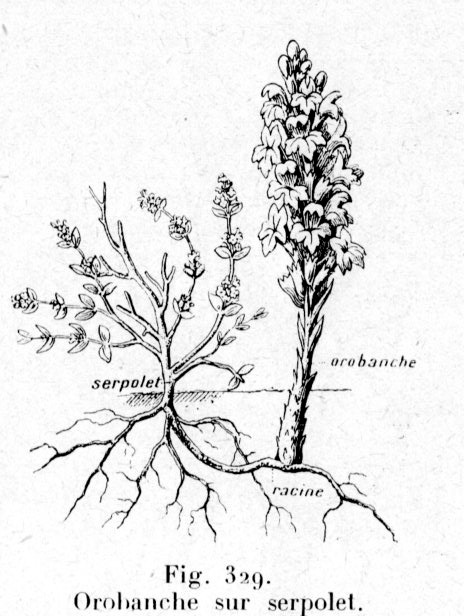 Annexe Orobanche.jpg