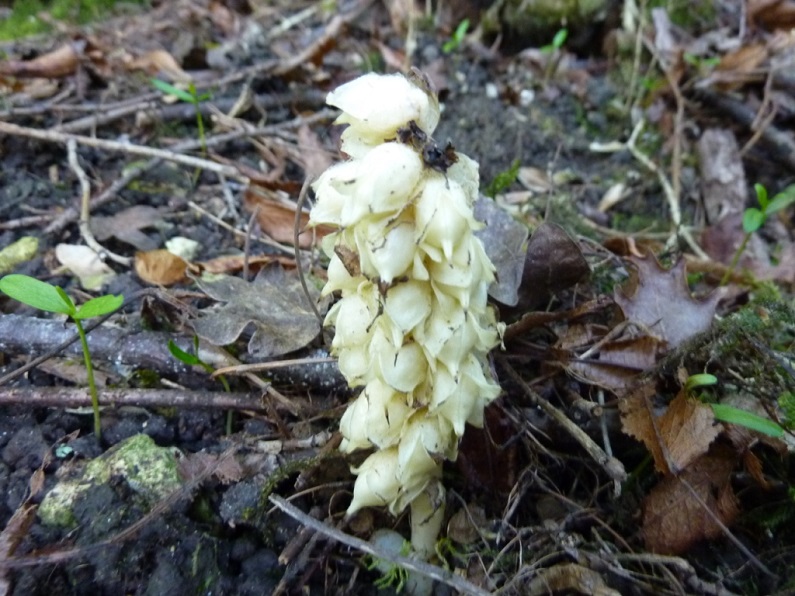 Annexe Lathraea squamaria 2.jpg