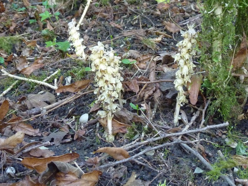 Annexe Lathraea squamaria 3.jpg