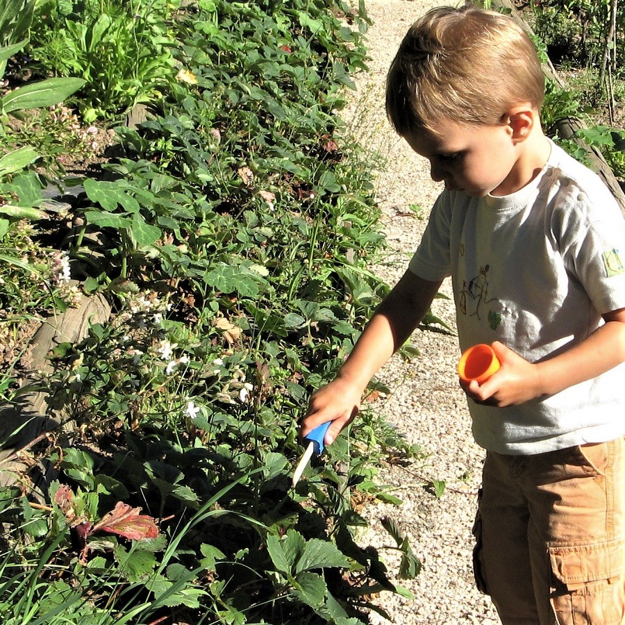 Annexe Fraisiers.jpg