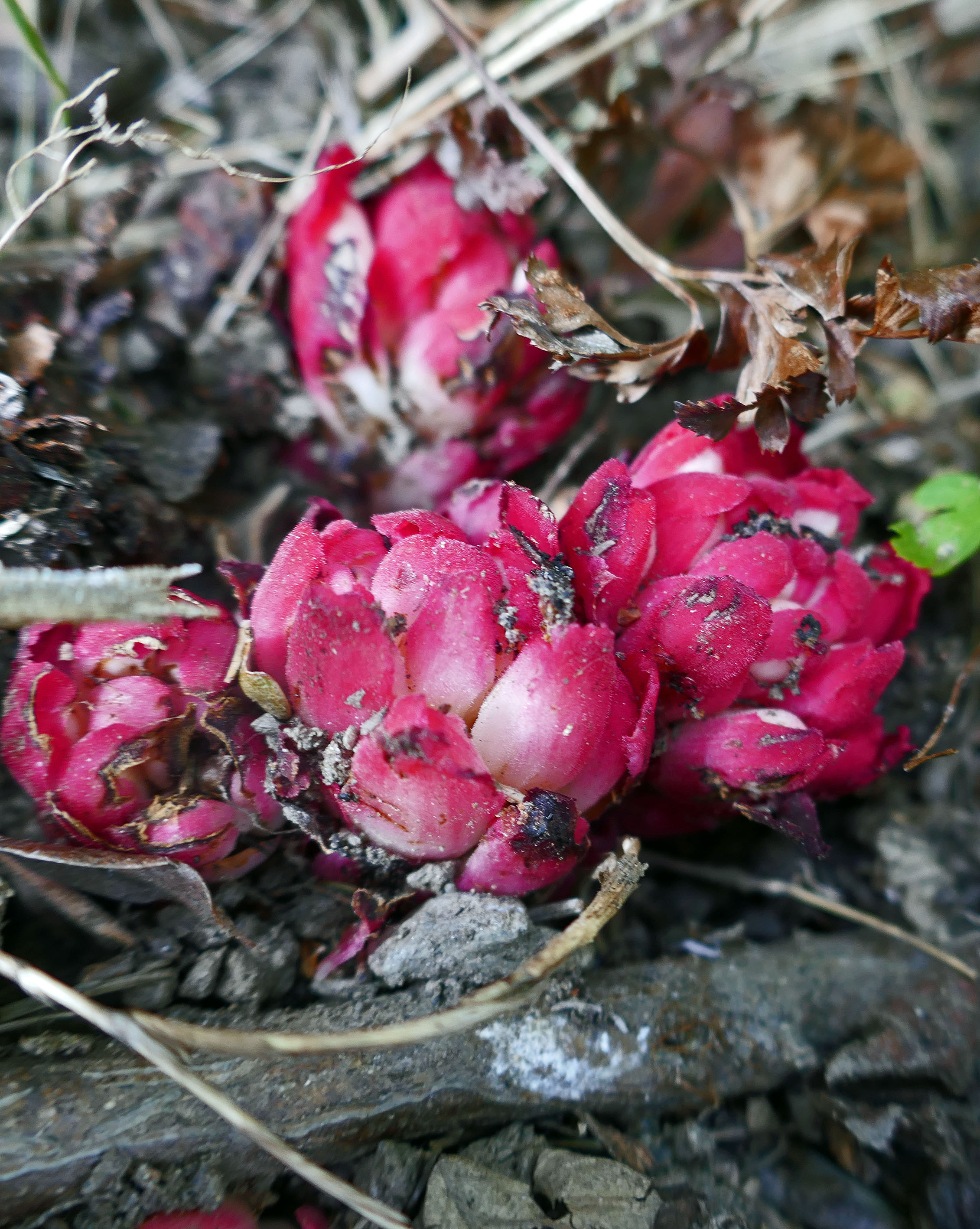 Annexe Cytinus_P1020666.jpg