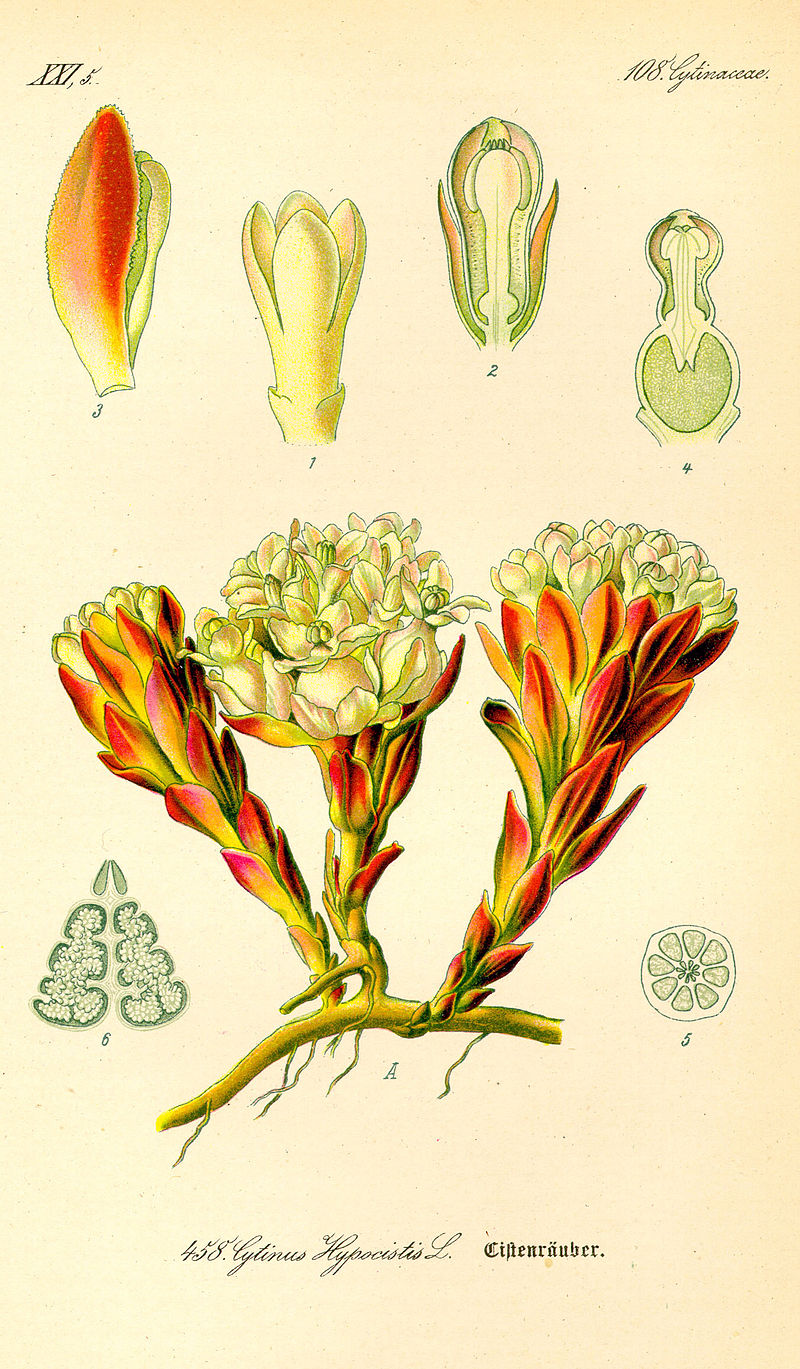 Annexe Illustration_Cytinus_hypocistis0.jpg