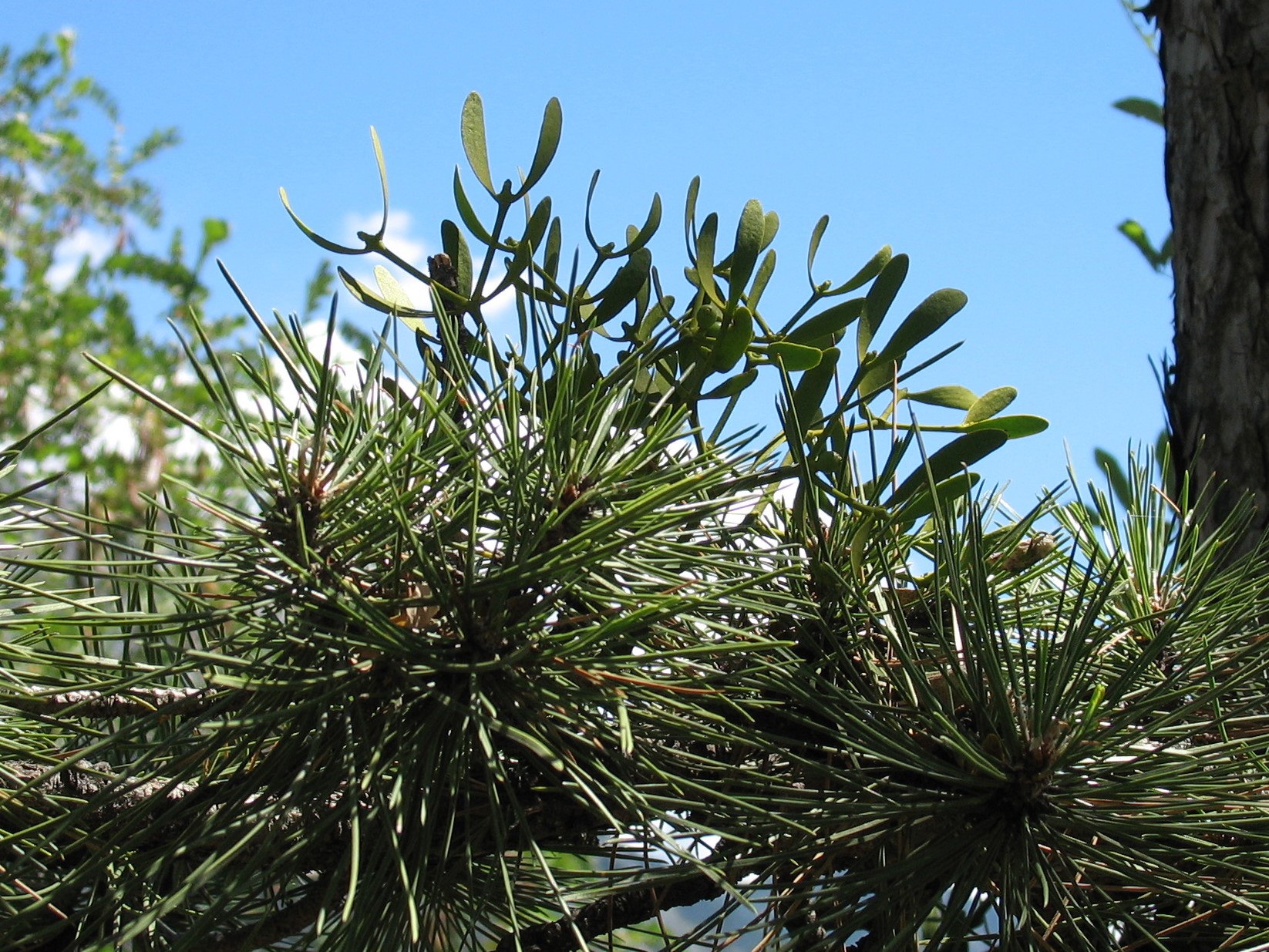 Annexe seq 5 Viscum album subsp austriacum.jpg