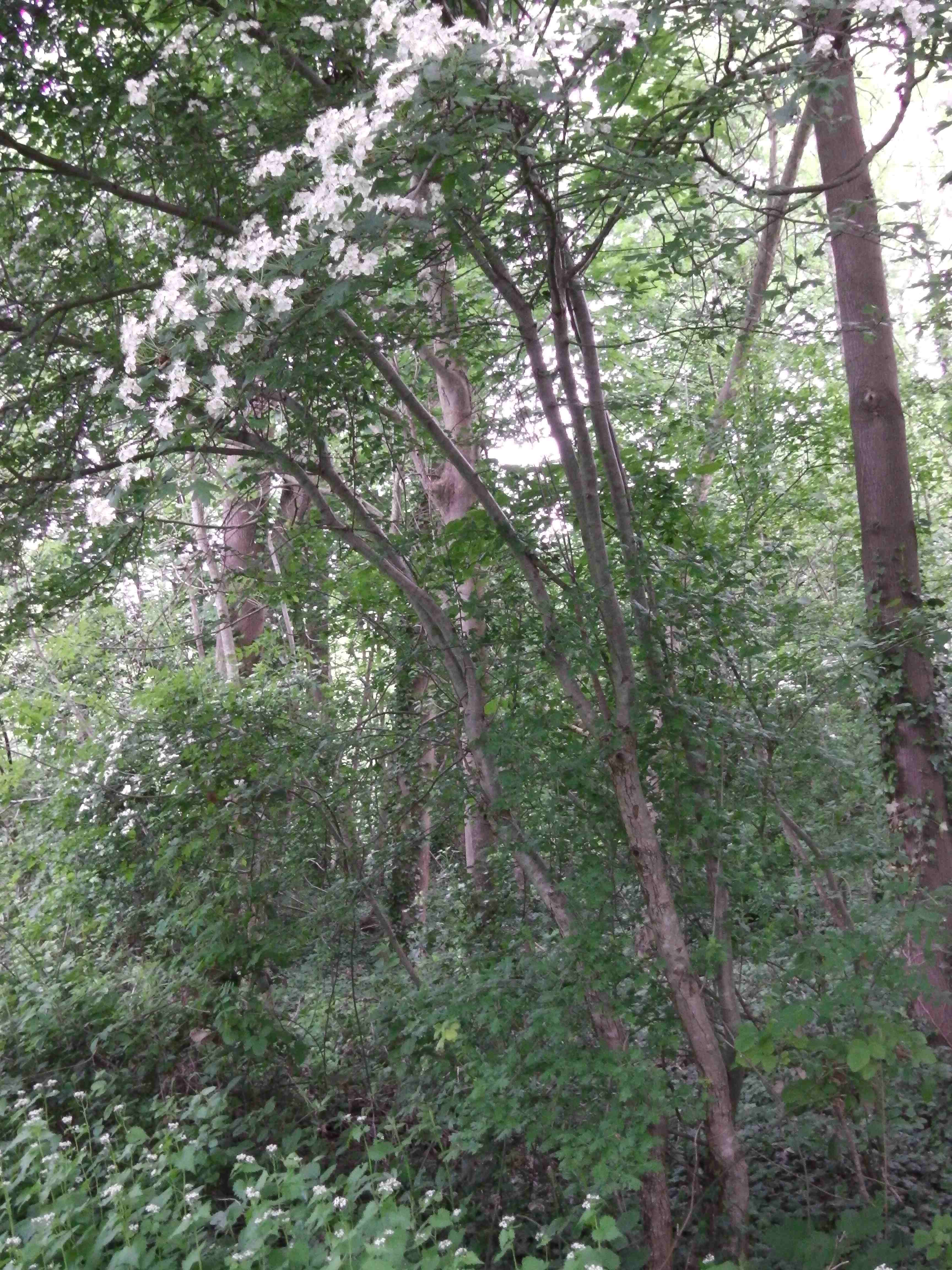 Annexe Aubépine.jpg