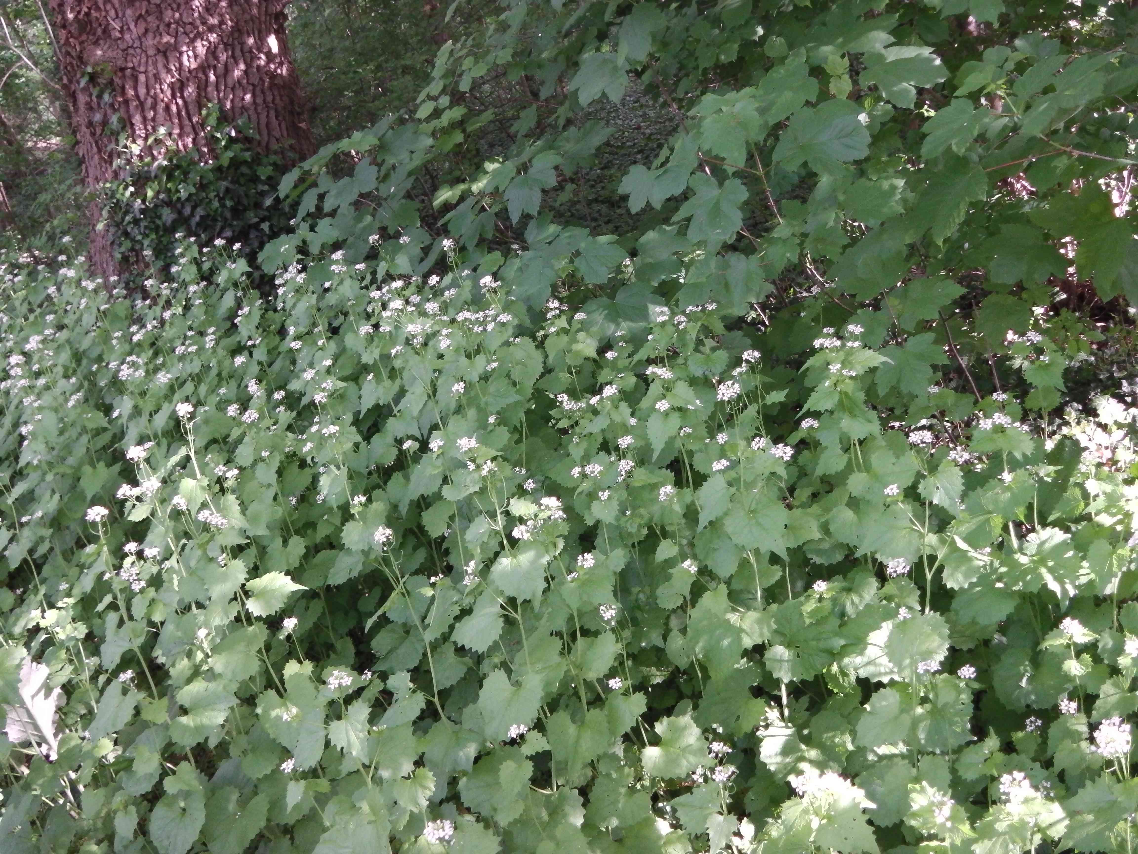 Annexe alliaria petiolata  1.jpg