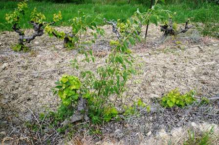 Annexe interactions 005.JPG