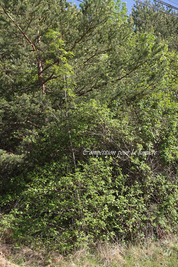 Annexe IMG_6425-2.jpg