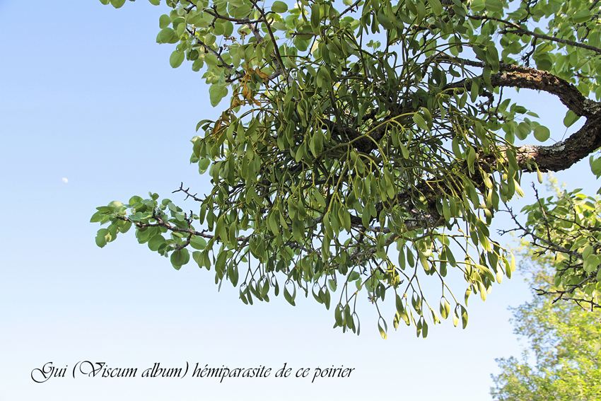 Annexe IMG_6433-2.jpg