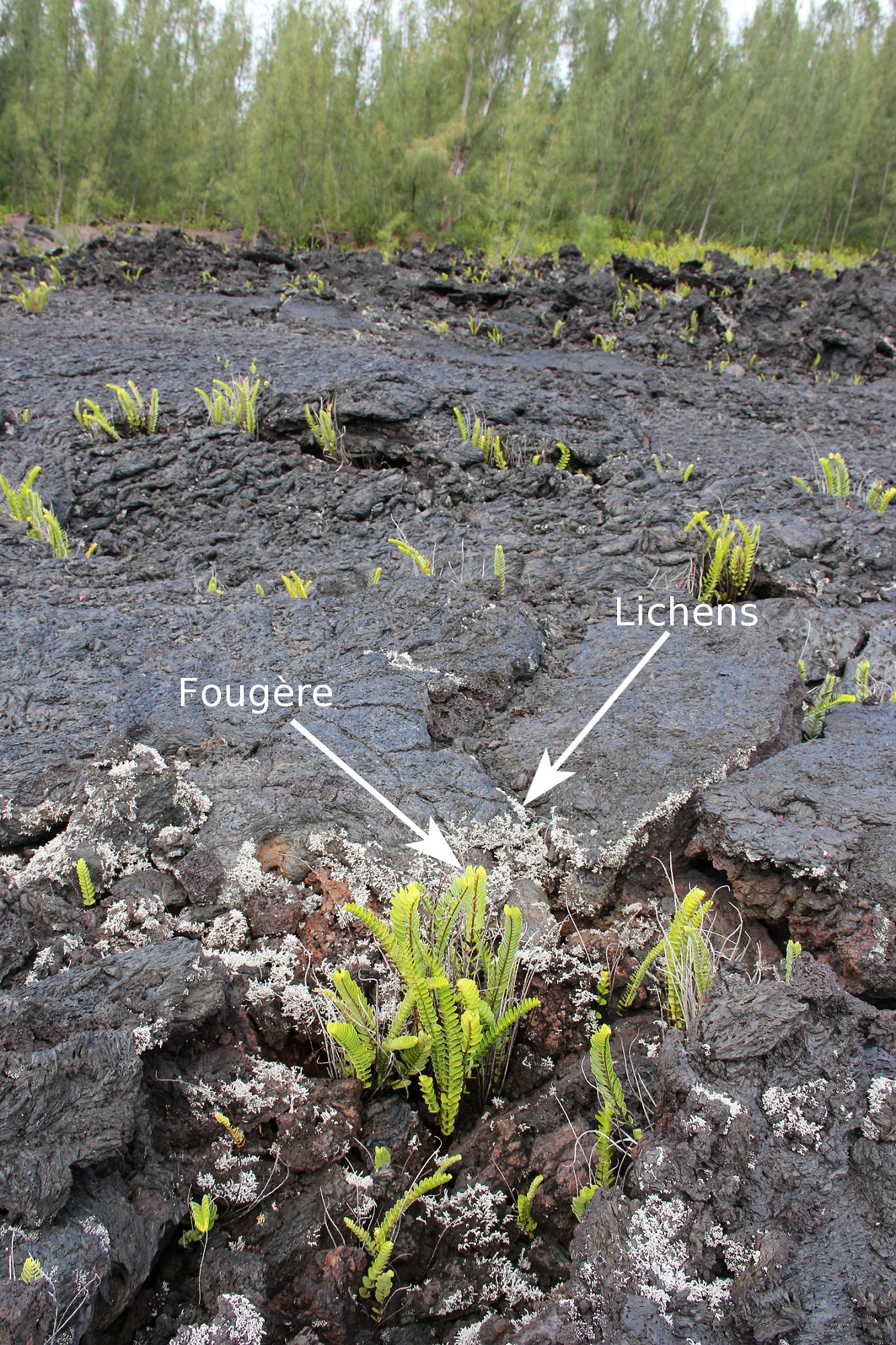 Annexe Interactions dans le temps_ La Réunion 09_2012.jpg