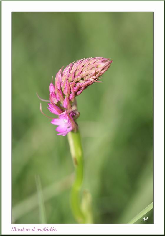 Annexe Resize of bouton dorchidée.jpg