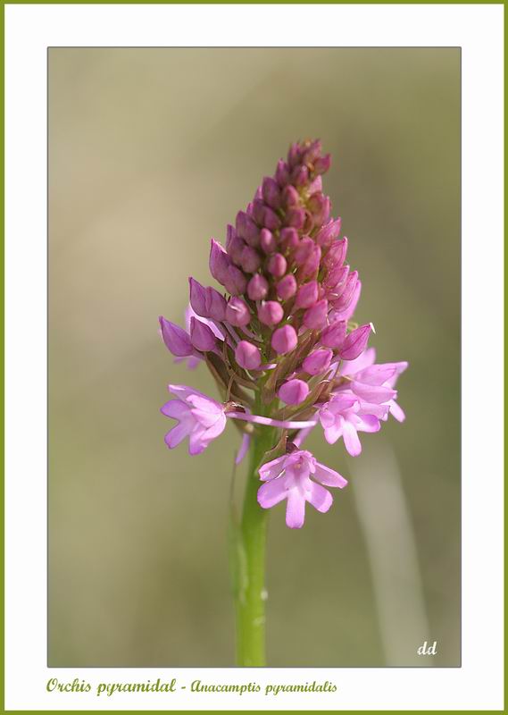 Annexe Resize of bouton.jpeg