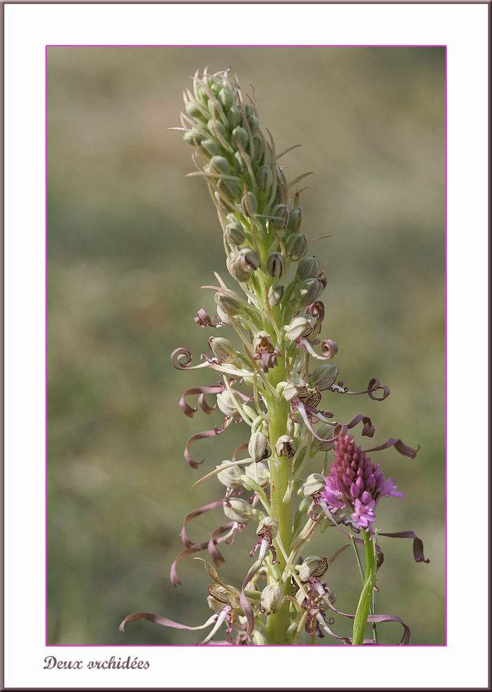 Annexe Resize of deux orchidées.jpg