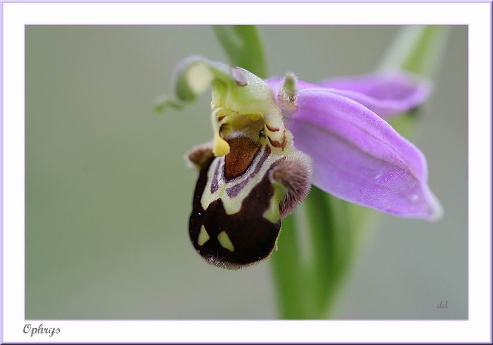 Annexe Resize of ophrys.jpg