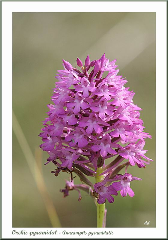 Annexe Resize of orchis pyramidal.jpg