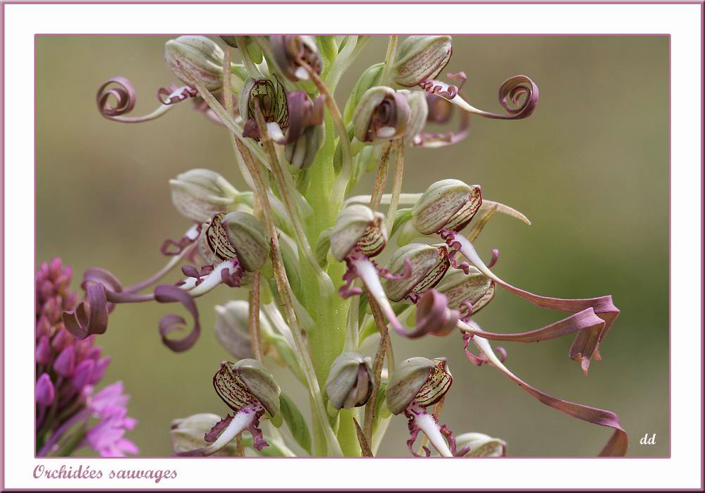 Annexe Resize of volutes.jpg