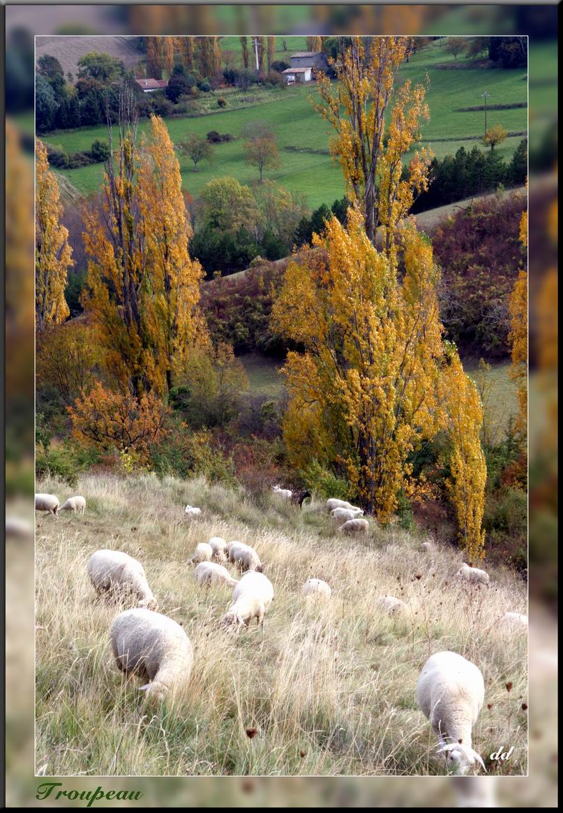 Annexe Resize of troupeau.jpg