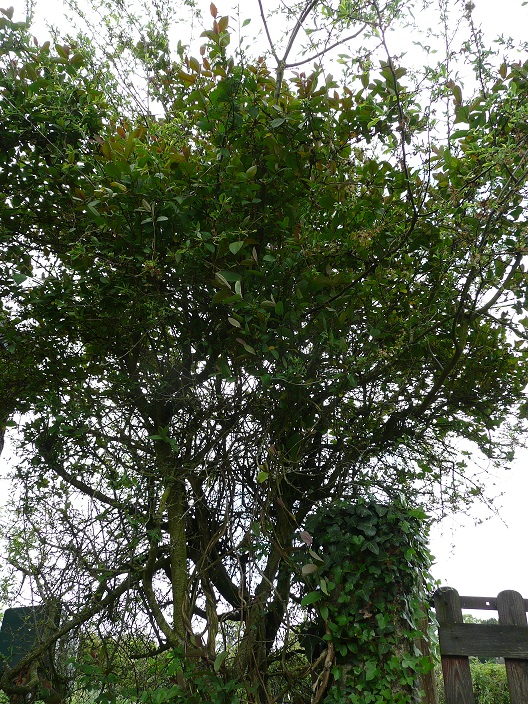 Annexe P1060641chèvrefeuille.jpg