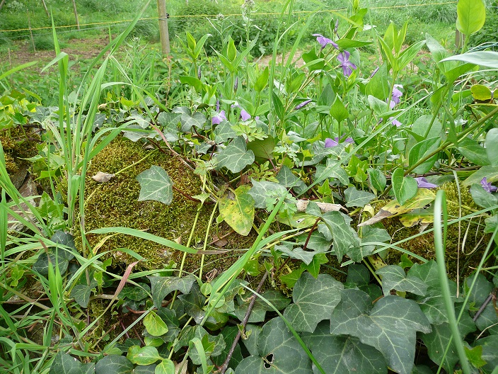 Annexe P1060650 mur.jpg