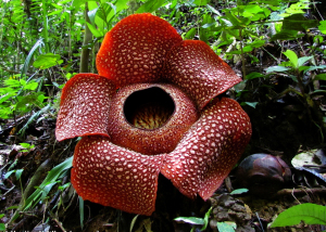 Annexe rafflesia_arnoldii.jpg