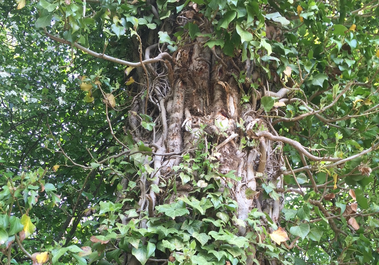 Annexe Epiphytisme.JPG