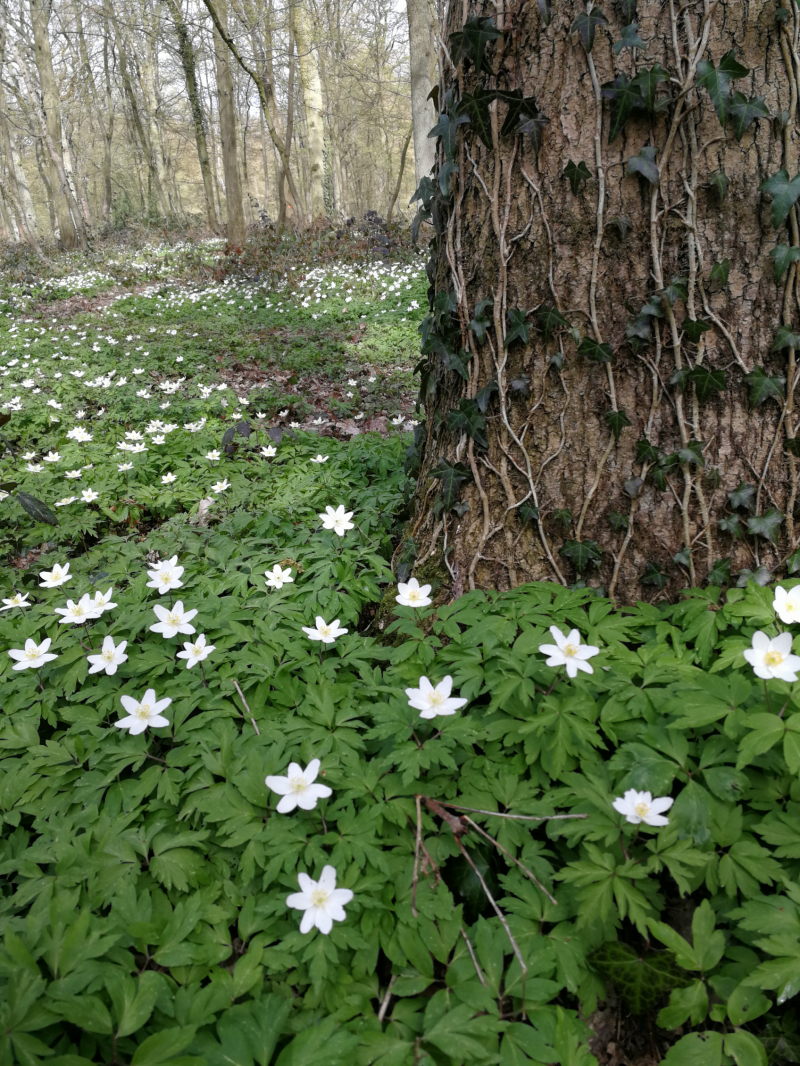 Annexe IMG_20180408_131430_red.jpeg