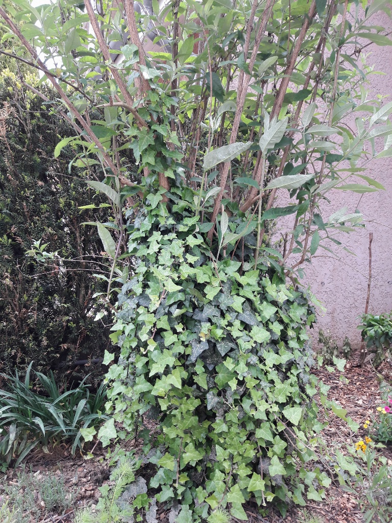 Annexe 20180429_lierre arbre aux papillons.jpg