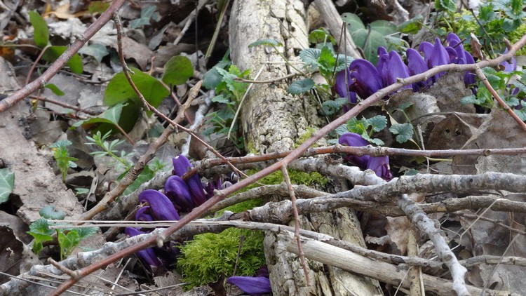 Annexe Lathrée pourpre 1.jpg