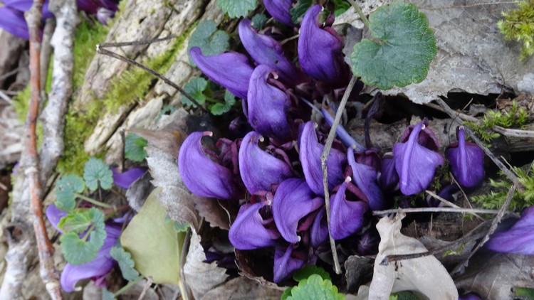 Annexe Lathrée pourpre 2.jpg