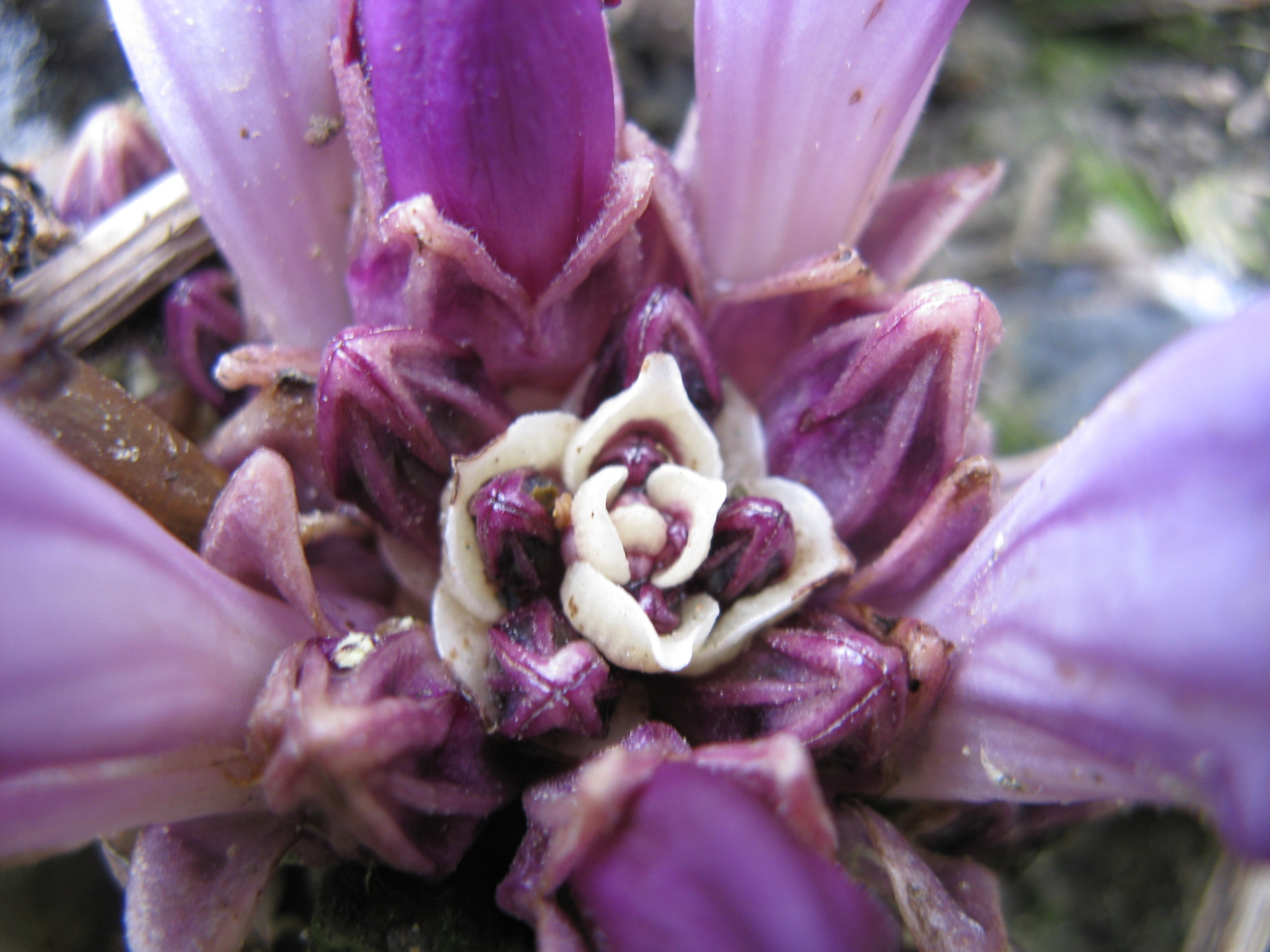 Annexe Lathrée détail.JPG