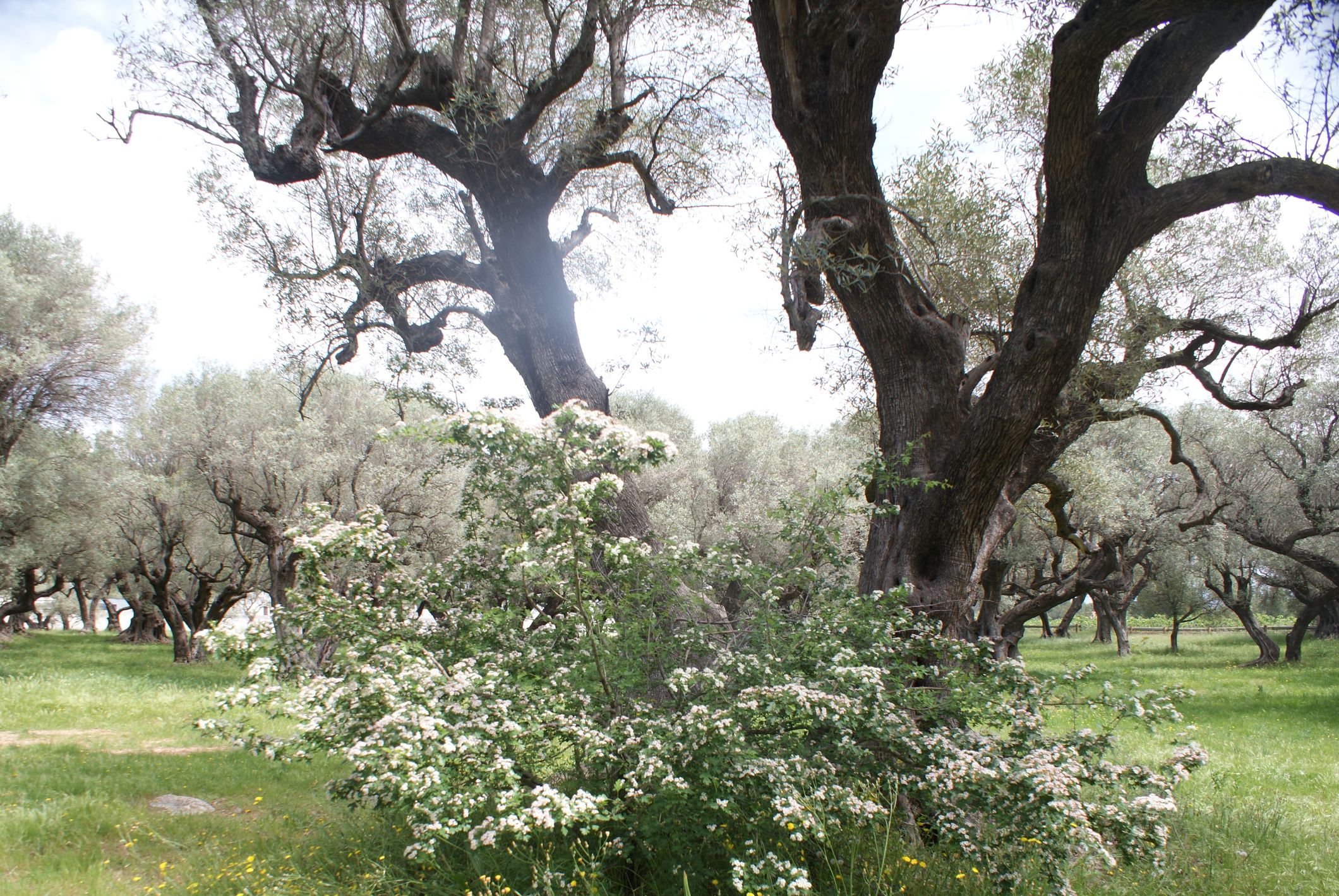 Annexe Aubépine Olivier.JPG