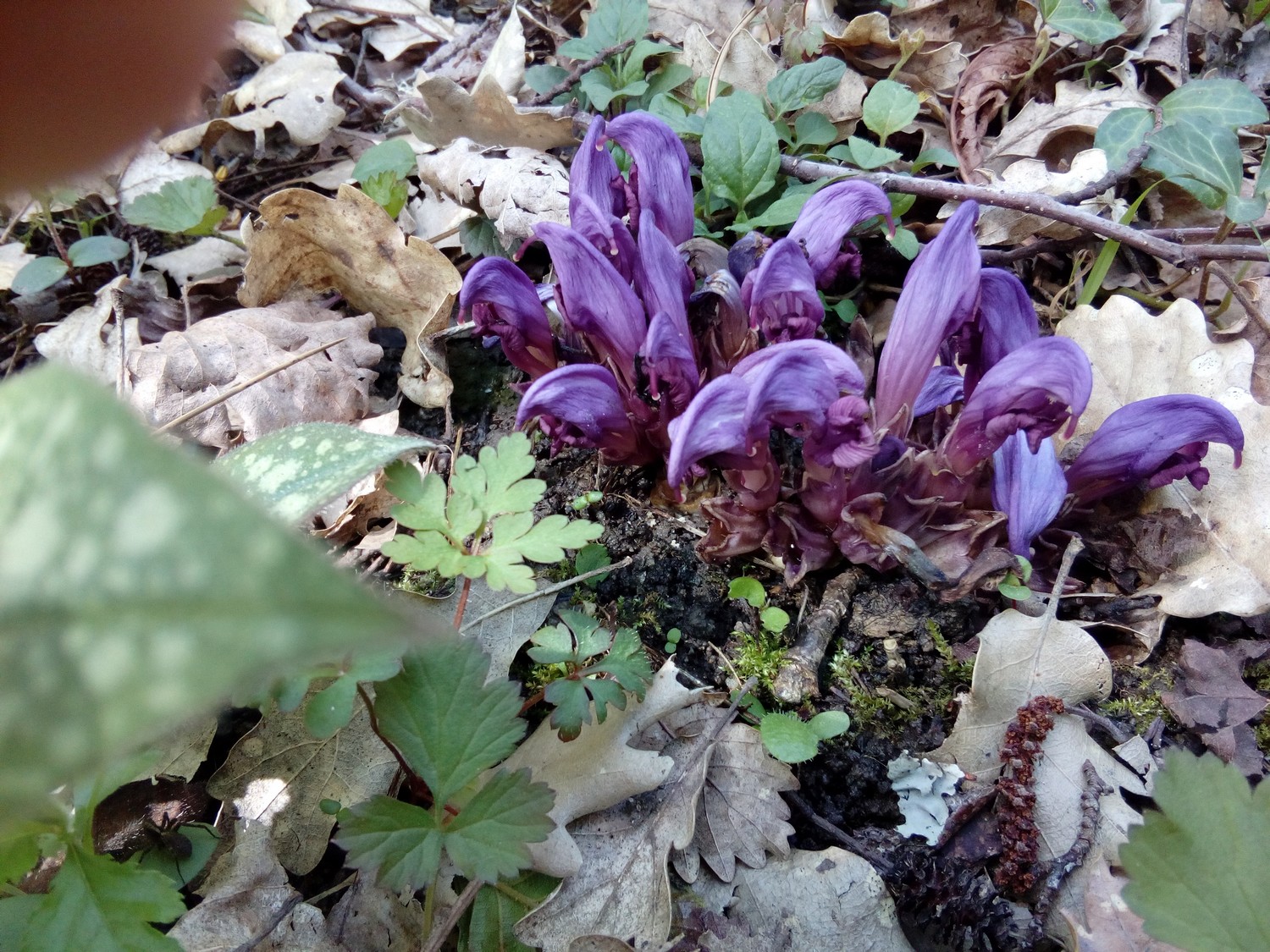 Annexe IMG_20180415_145105.jpg