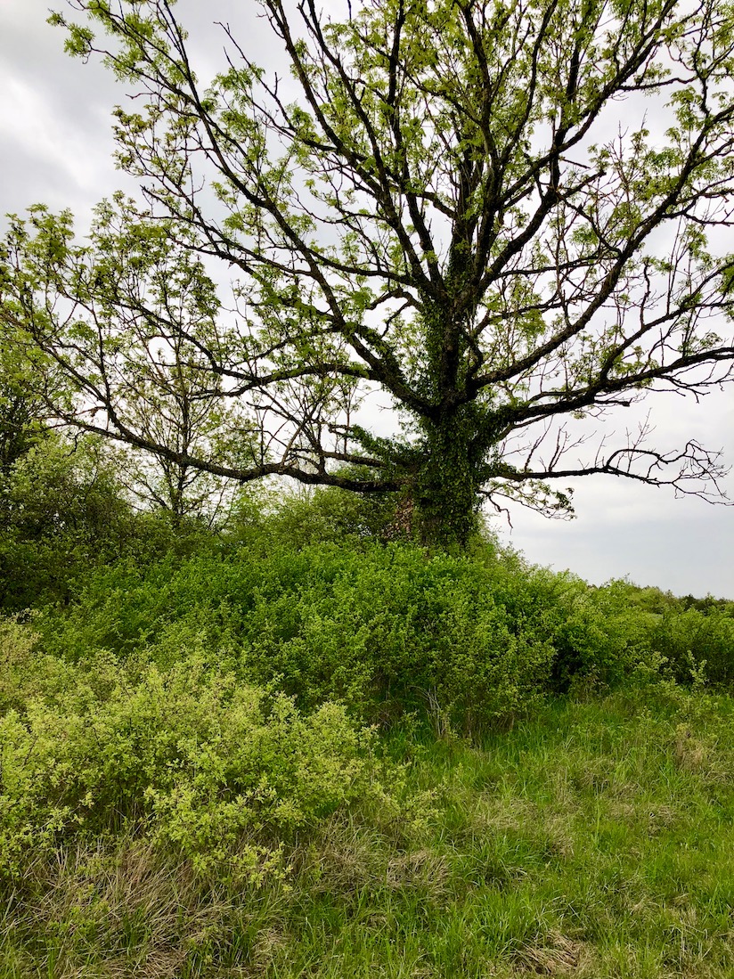 Annexe Pelouse bourguignonne