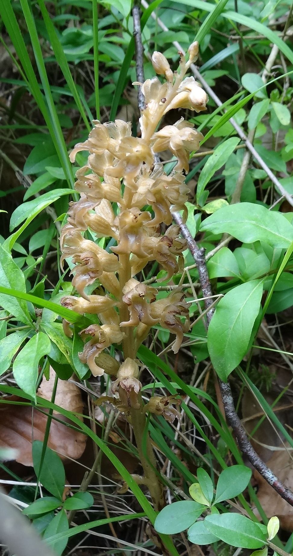 Annexe néottie nid doideau (2) - Copie.JPG