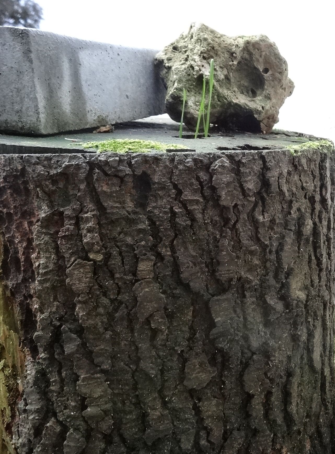 Annexe DSC07517 - Copie.JPG