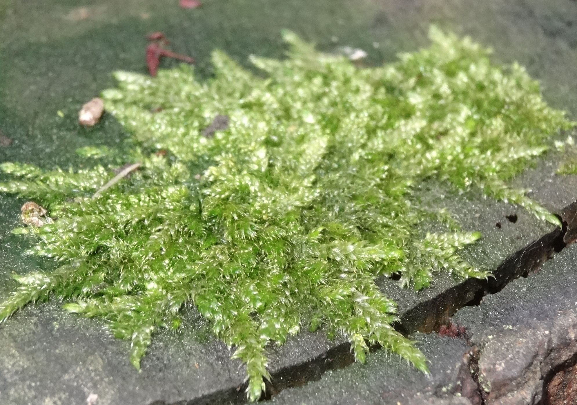 Annexe DSC07518 - Copie.JPG