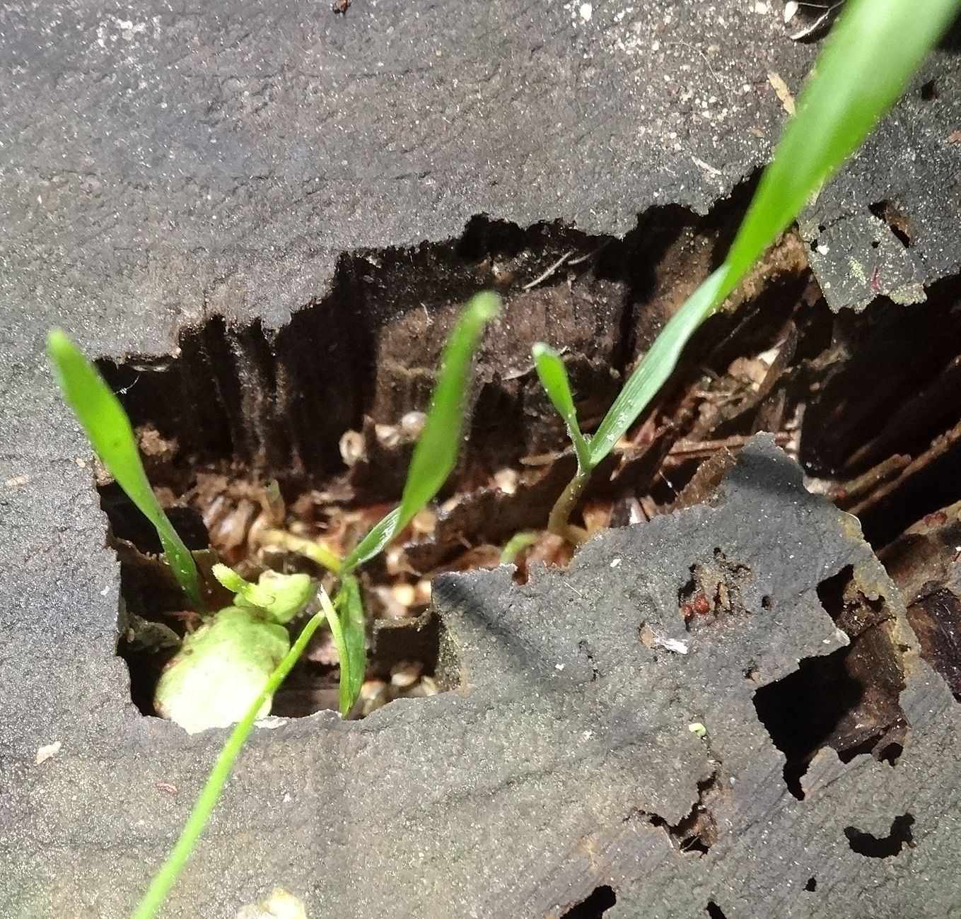 Annexe DSC07519 - Copie.JPG