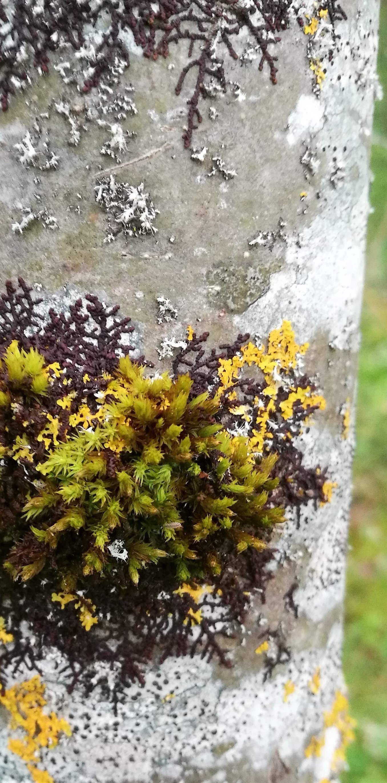 Annexe IMG_20180430_183606 (7).jpg