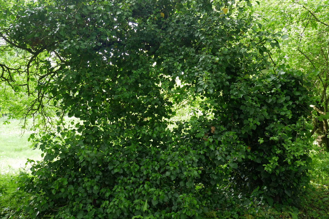 Annexe Habit de lierre.jpeg