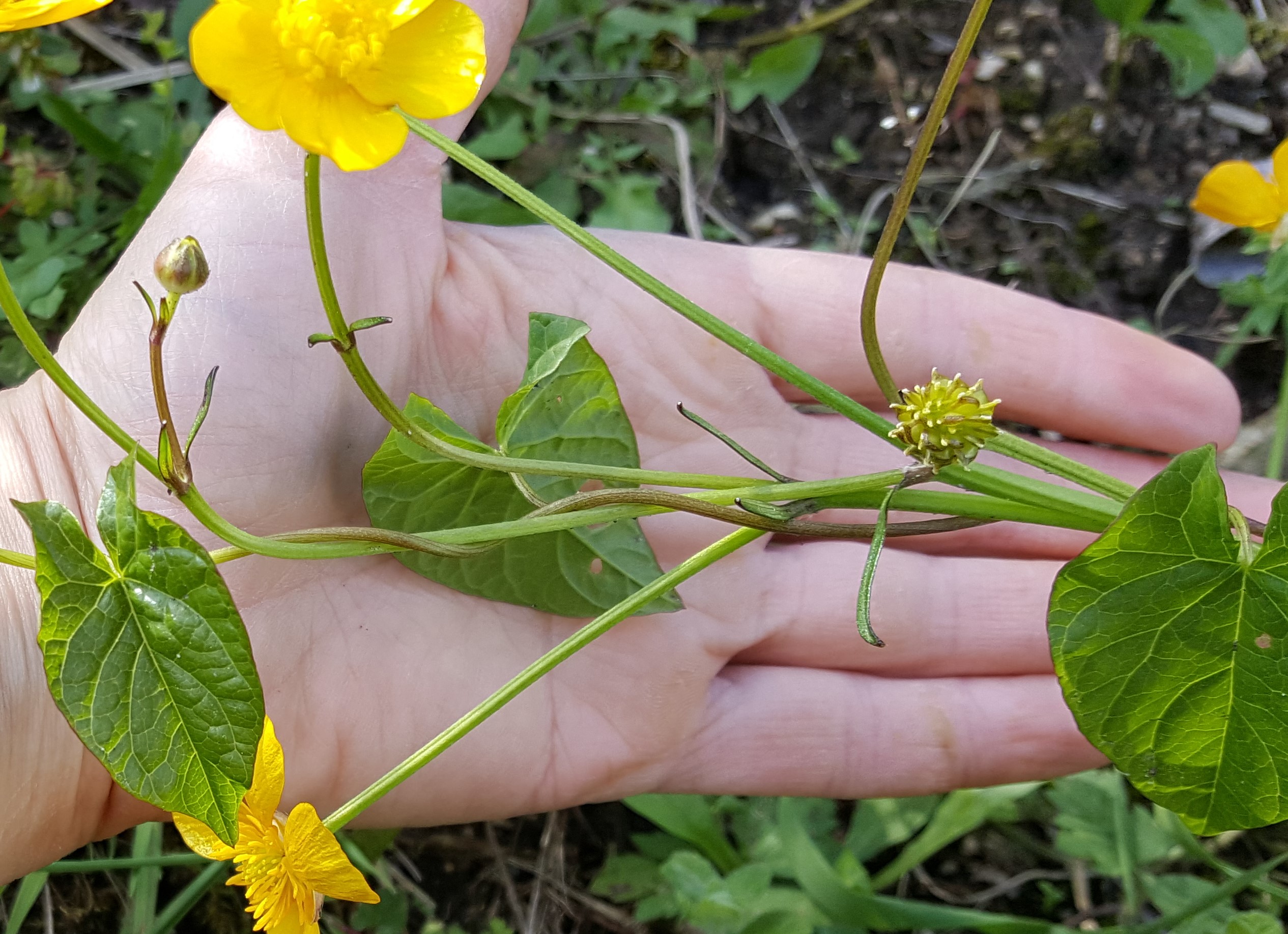 Annexe 20180501_162006.jpg