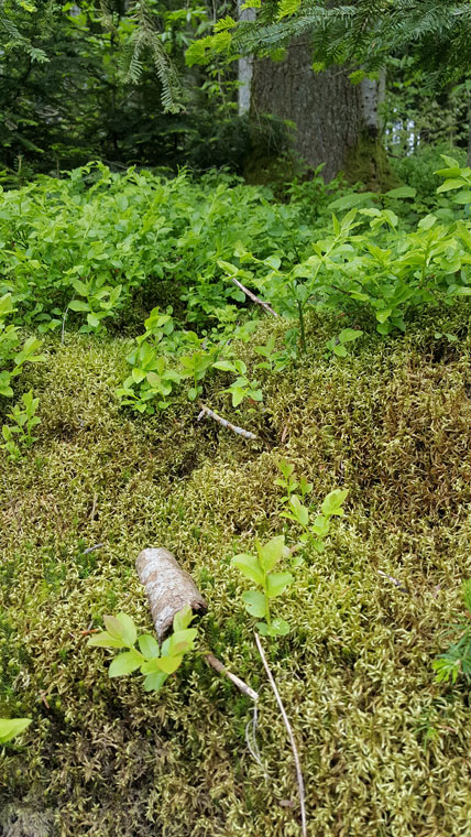 Annexe favorisation.jpg