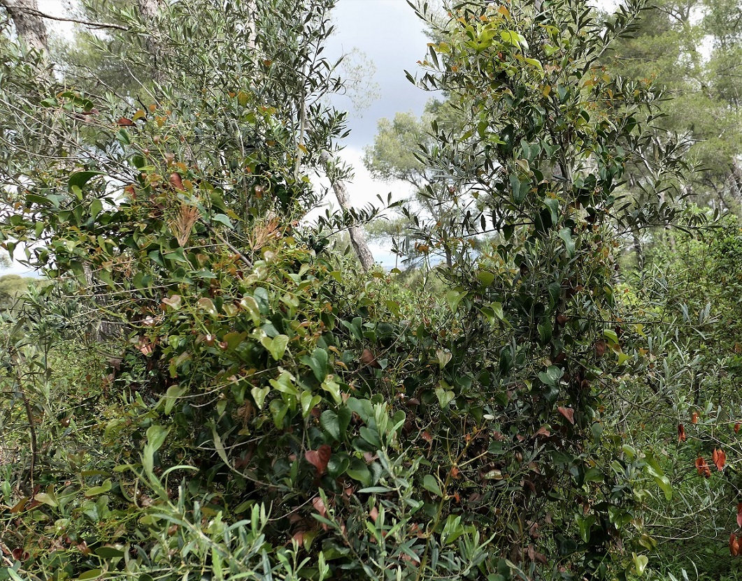 Annexe salsepareille.JPG