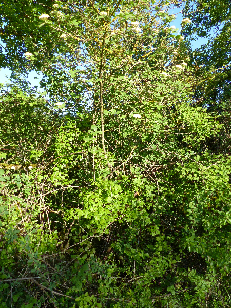 Annexe P1050906-4.jpg