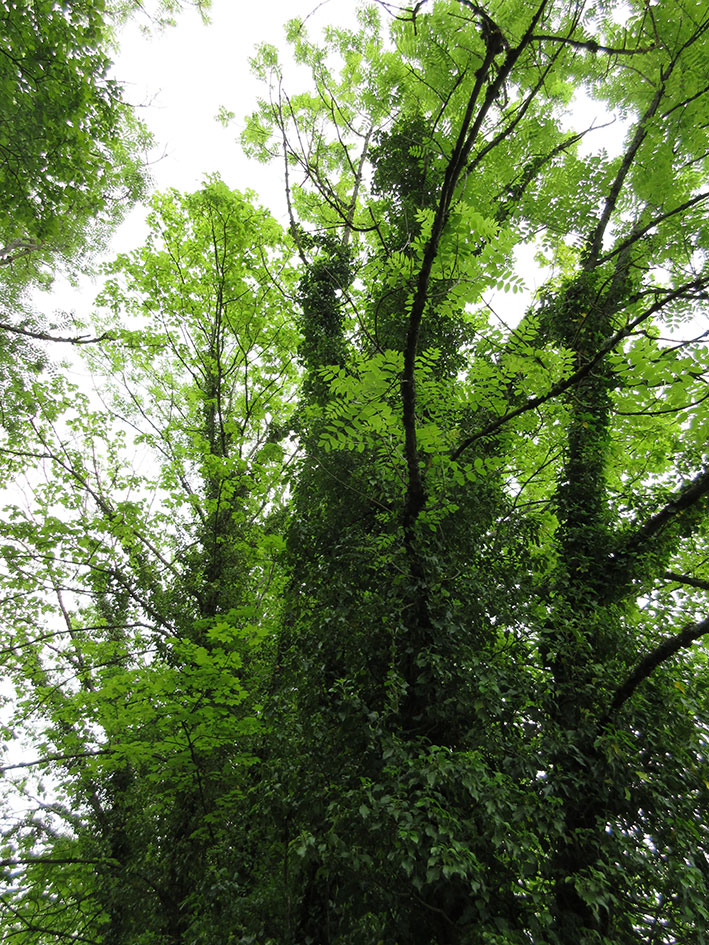 Annexe IMG_0461opt.jpg