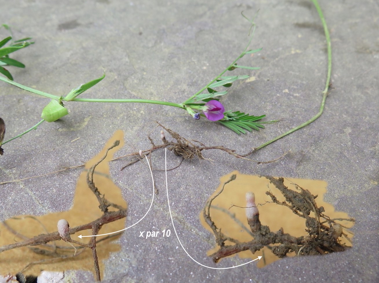 Annexe Gesse et ses nodules.jpg