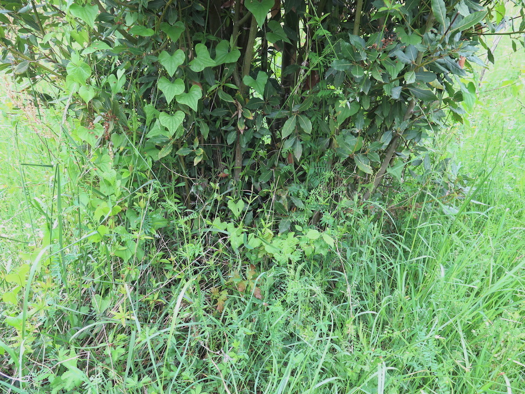 Annexe sous un laurier.JPG