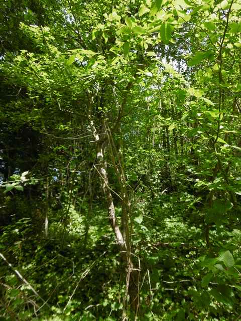 Annexe Strate arbustive.JPG