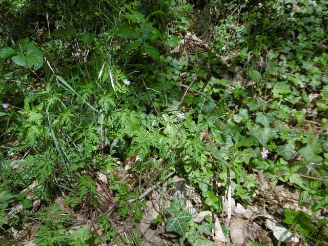 Annexe Strate herbacée.JPG