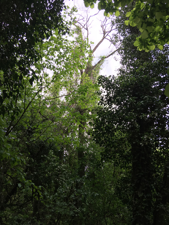 Annexe acacia mort.jpg