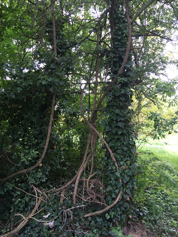 Annexe clématite et lierre.jpg